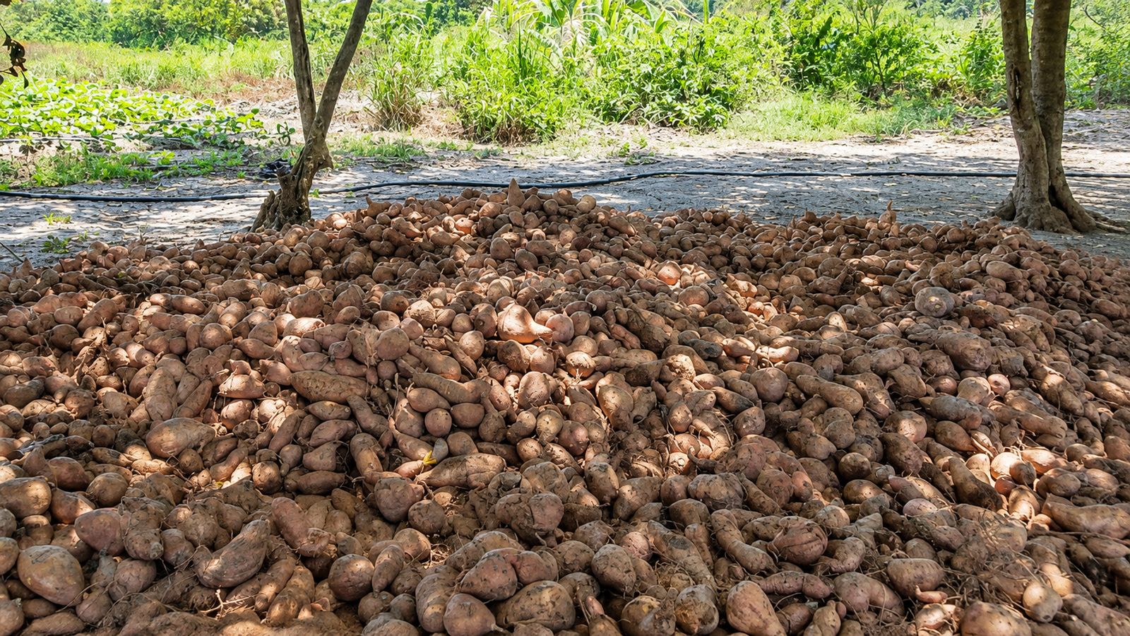 Batatas recién cosechadas por familias campesinas, listas para acopio