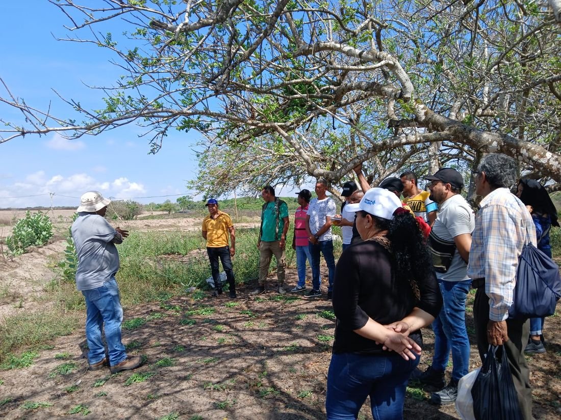 Jornada de asistencia técnica de ASOCARCOL con productores en una parcela del Caribe colombiano
